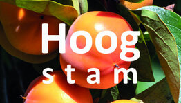 Kaki hoogstam image