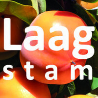 Kaki laagstam