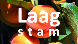 Kaki laagstam image