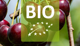 Bio kersenboom image
