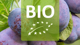 Bio pruimenboom image