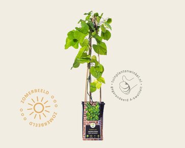 Aristolochia durior (macrophylla)