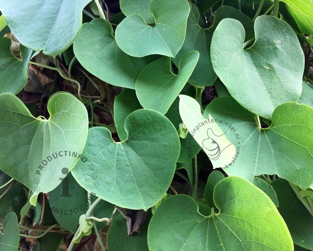 Aristolochia durior (macrophylla)
