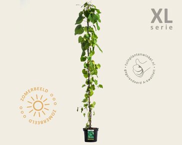 Aristolochia durior (macrophylla)