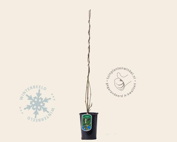 Aristolochia durior (macrophylla)