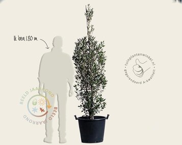 Quercus ilex 'Fastigiata' image