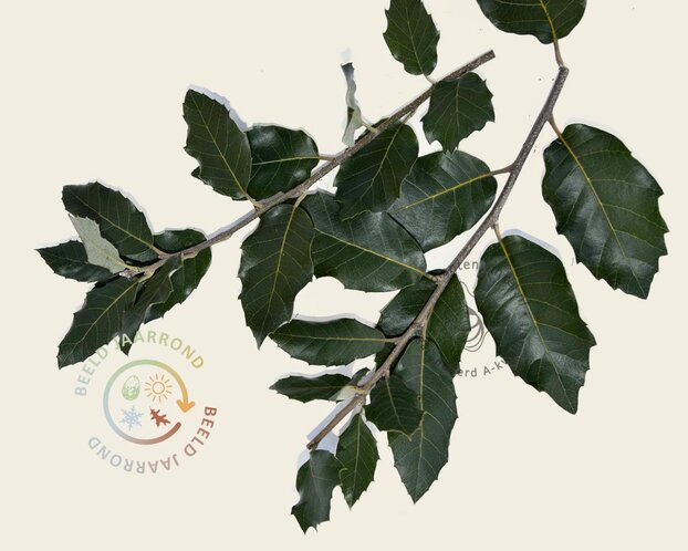 Quercus ilex 'Fastigiata'