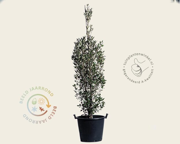 Quercus ilex 'Fastigiata'