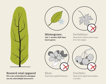 Quercus ilex 'Fastigiata'