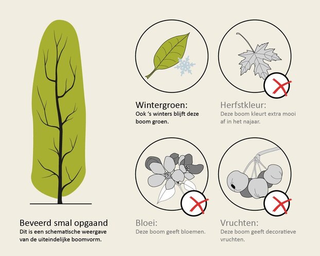 Quercus ilex 'Fastigiata'