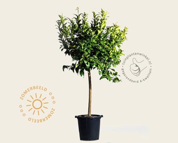 Citrus limon 'Rosso' - halfstam image