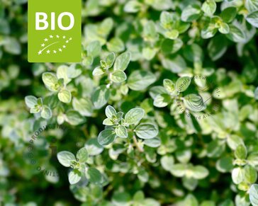 Origanum vulgare Puur