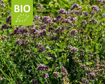 Origanum vulgare Puur