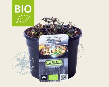 Origanum vulgare Puur