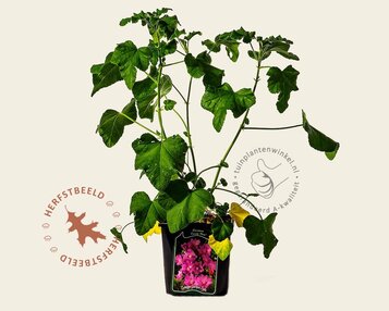 Lavatera 'Candy Floss' image