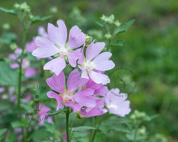Lavatera 'Candy Floss'