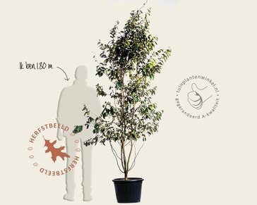 parrotia persica - meerstammig