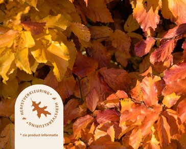 parrotia persica - meerstammig