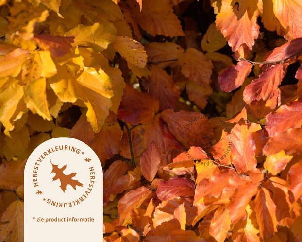 parrotia persica - meerstammig