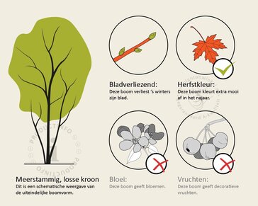 parrotia persica - meerstammig