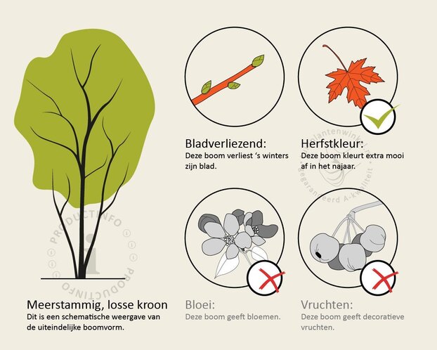 parrotia persica - meerstammig