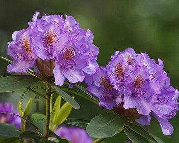 Rhododendron 'Goldflimmer'
