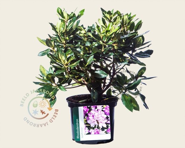 Rhododendron 'Goldflimmer'