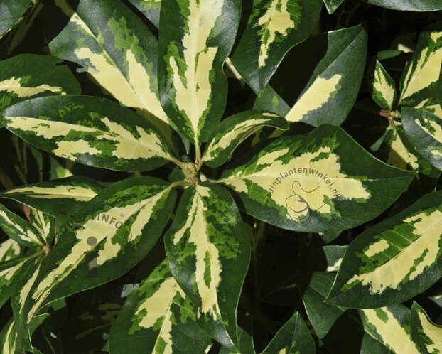 Rhododendron 'Goldflimmer'