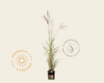 Miscanthus sinensis 'Red Chief' image