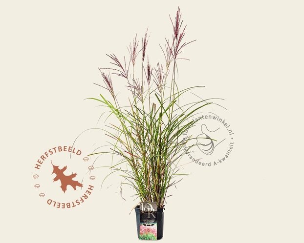 Miscanthus sinensis 'Red Chief'