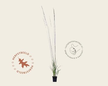 Molinia caerulea 'Heidebraut'
