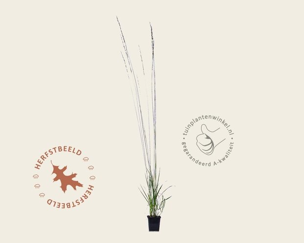 Molinia caerulea 'Heidebraut'