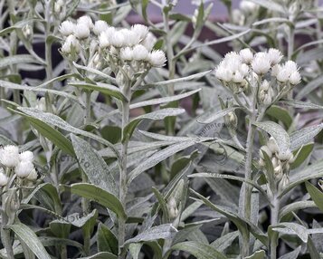 Anaphalis triplinervis image