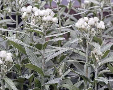 Anaphalis triplinervis