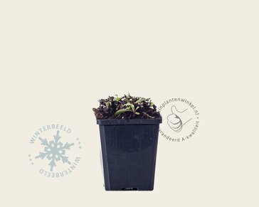 Anaphalis triplinervis