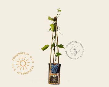 Vitis vinifera 'Boskoop Glory' image