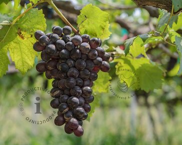Vitis vinifera 'Frankenthaler'