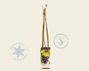 Vitis vinifera 'Frankenthaler'