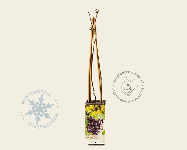 Vitis vinifera 'Frankenthaler'