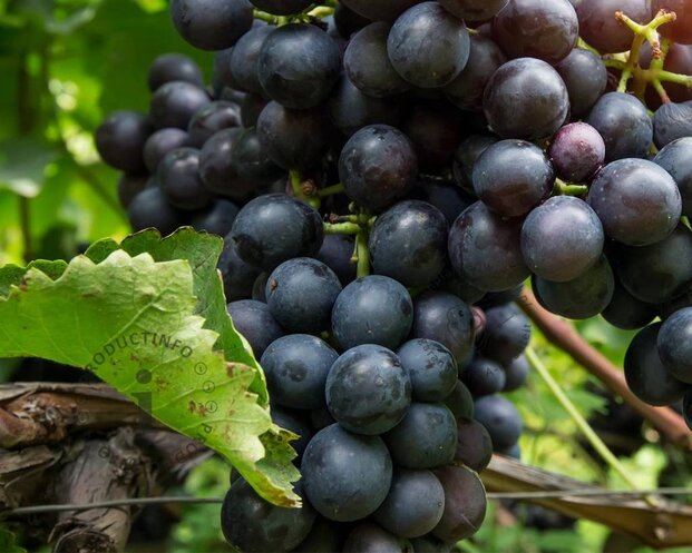 Vitis vinifera 'Muscat Blue'