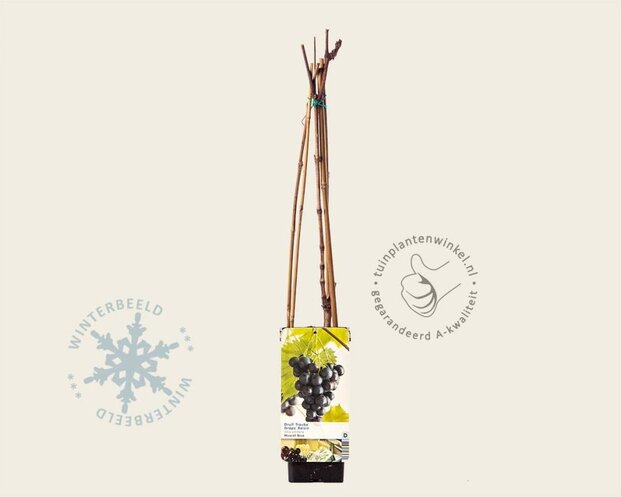 Vitis vinifera 'Muscat Blue'