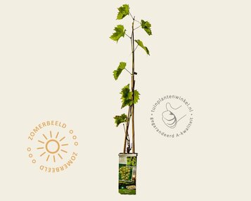 Vitis vinifera 'Bianca' image