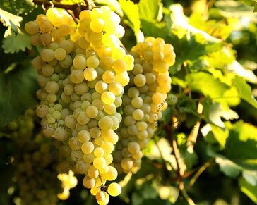 Vitis vinifera 'Bianca'