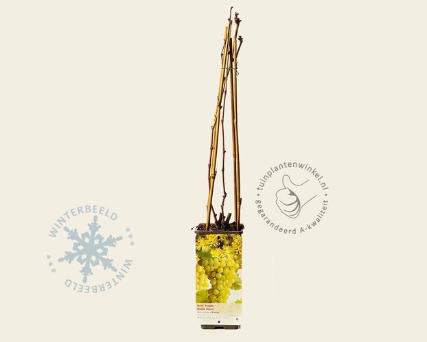 Vitis vinifera 'Bianca'