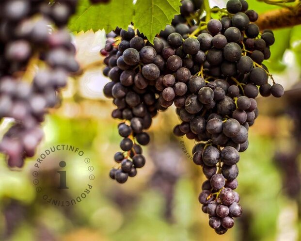 Vitis vinifera 'Regent'