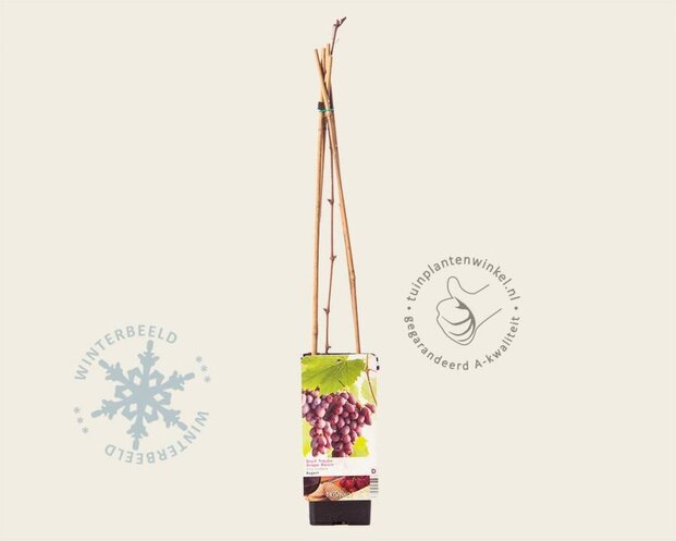 Vitis vinifera 'Regent'