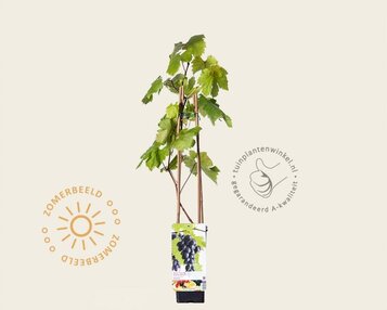 Vitis vinifera 'Heike' image