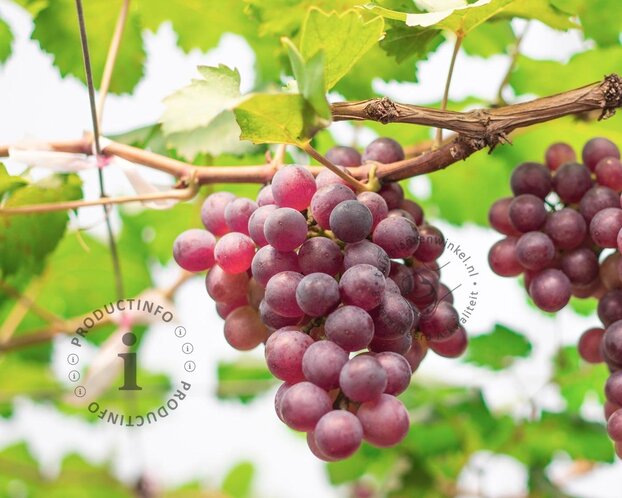 Vitis vinifera 'Heike'