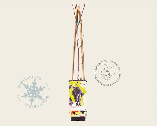 Vitis vinifera 'Heike'