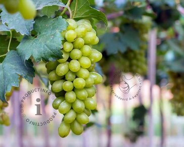 Vitis vinifera 'Himrod'